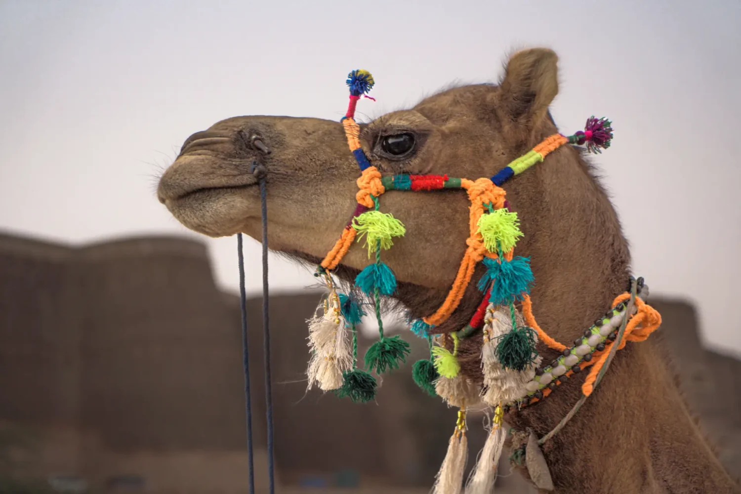 Camel